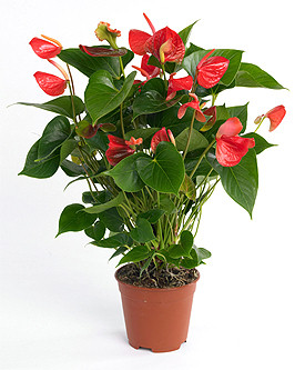 Anthurium (2pcs)